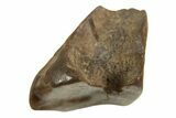 Fossil Dinosaur (Leptoceratops) Shed Tooth - Montana #338976-1